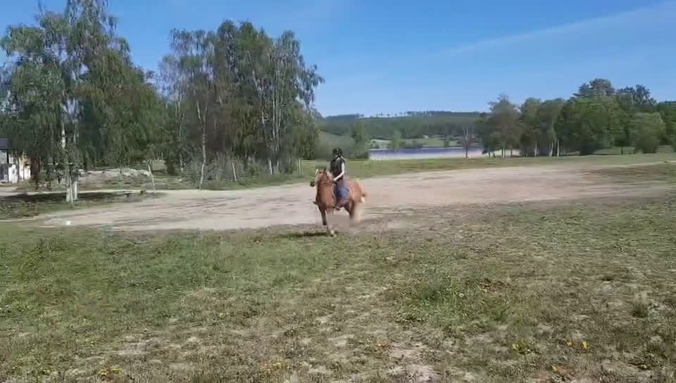 Hoppning hästar till salu: BLACK FRIDAY!! Snygg c-ponny nu för 60 000 i Matfors - Video 1