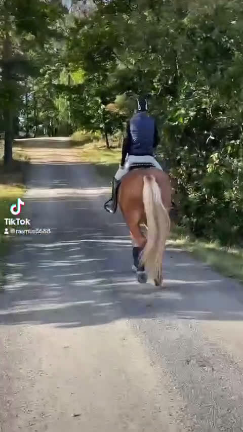 Allround hästar till salu: Min stora bästa vän❤️ i Spånga - Video 3