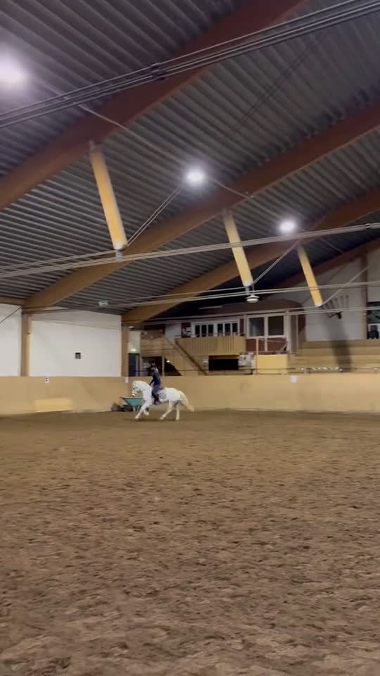 Allround hästar till salu: Fin allround ponny! - Video 4