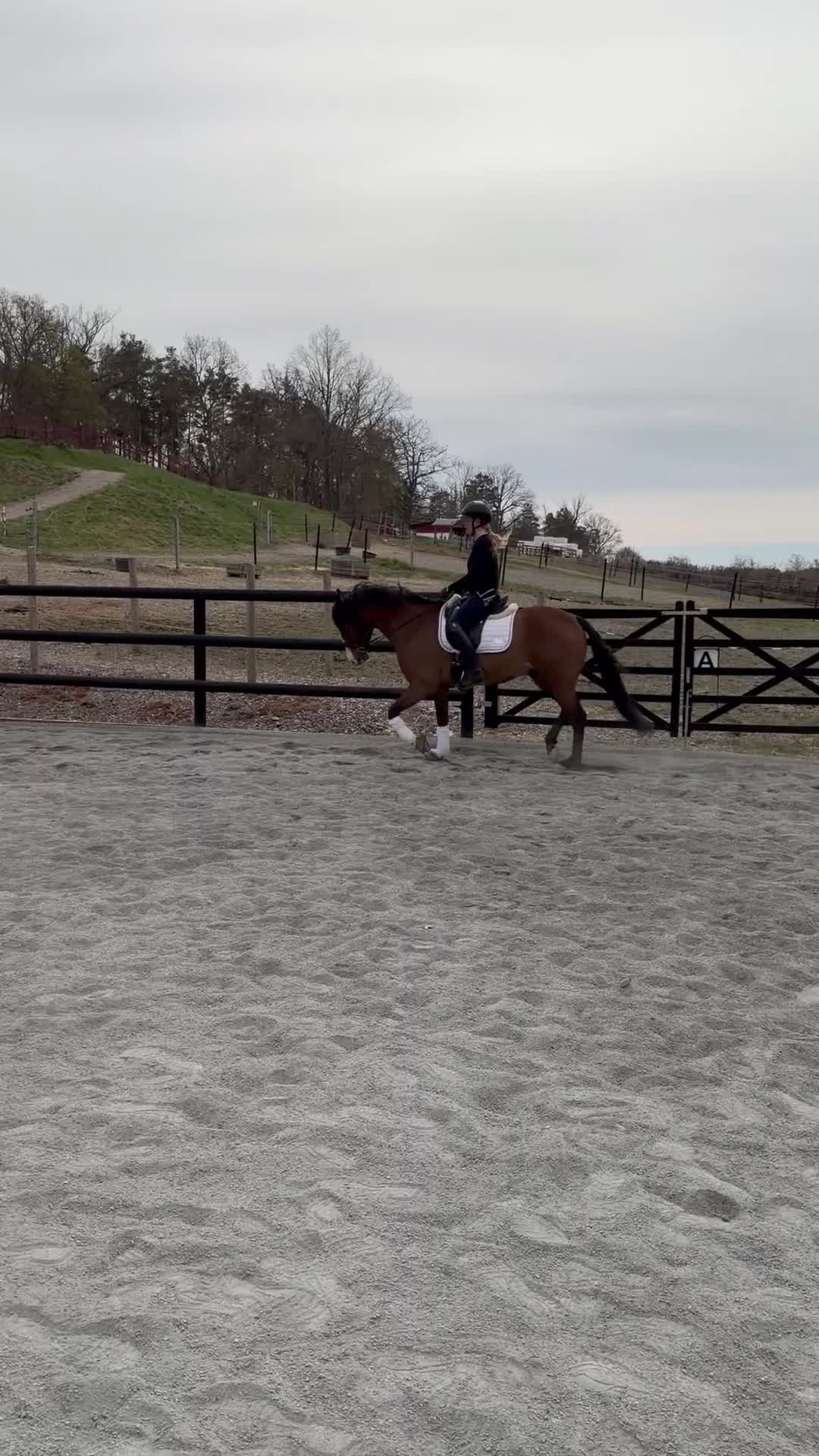 Dressyr hästar till salu: FEI ponny till salu 🌟 i Södertälje - Video 2