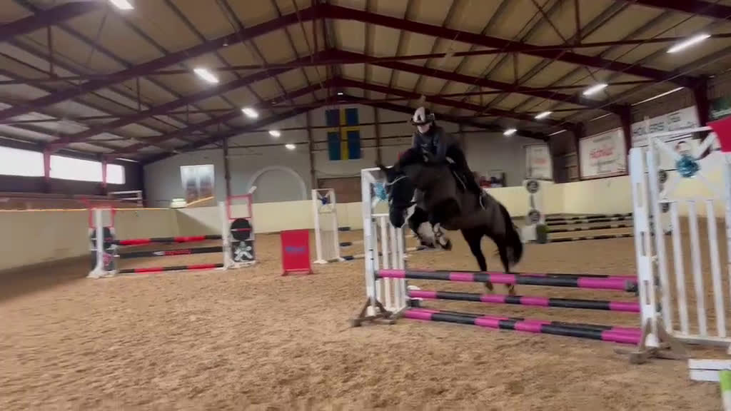 Allround hästar till salu: Framtida rosettplockare - Video 1