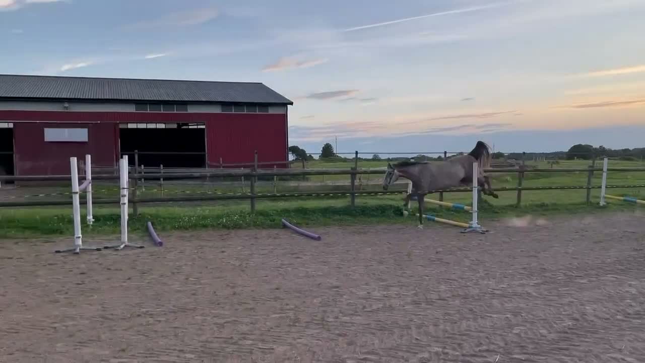 Hoppning hästar till salu: Lovande 3-årig valack för hoppning i Vartofta - Video 1