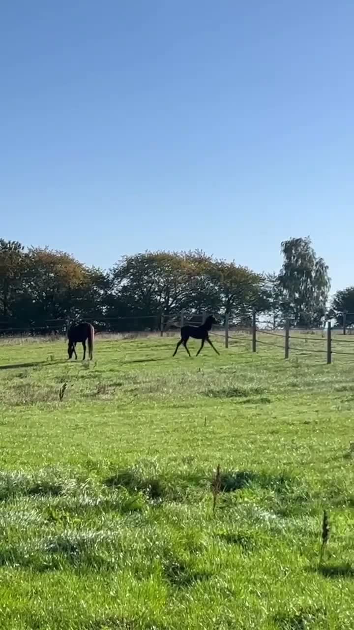 Allround hästar till salu: Sødt fullblod hoppeføl til allround - Video 1