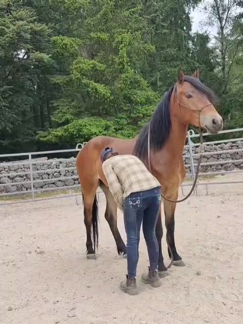 Allround hästar till salu: Charmig kigermustangvalack  - Video 5