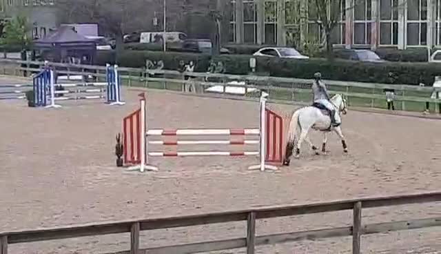 Hoppning hästar till salu:  Connemara Sport Pony - Video 1