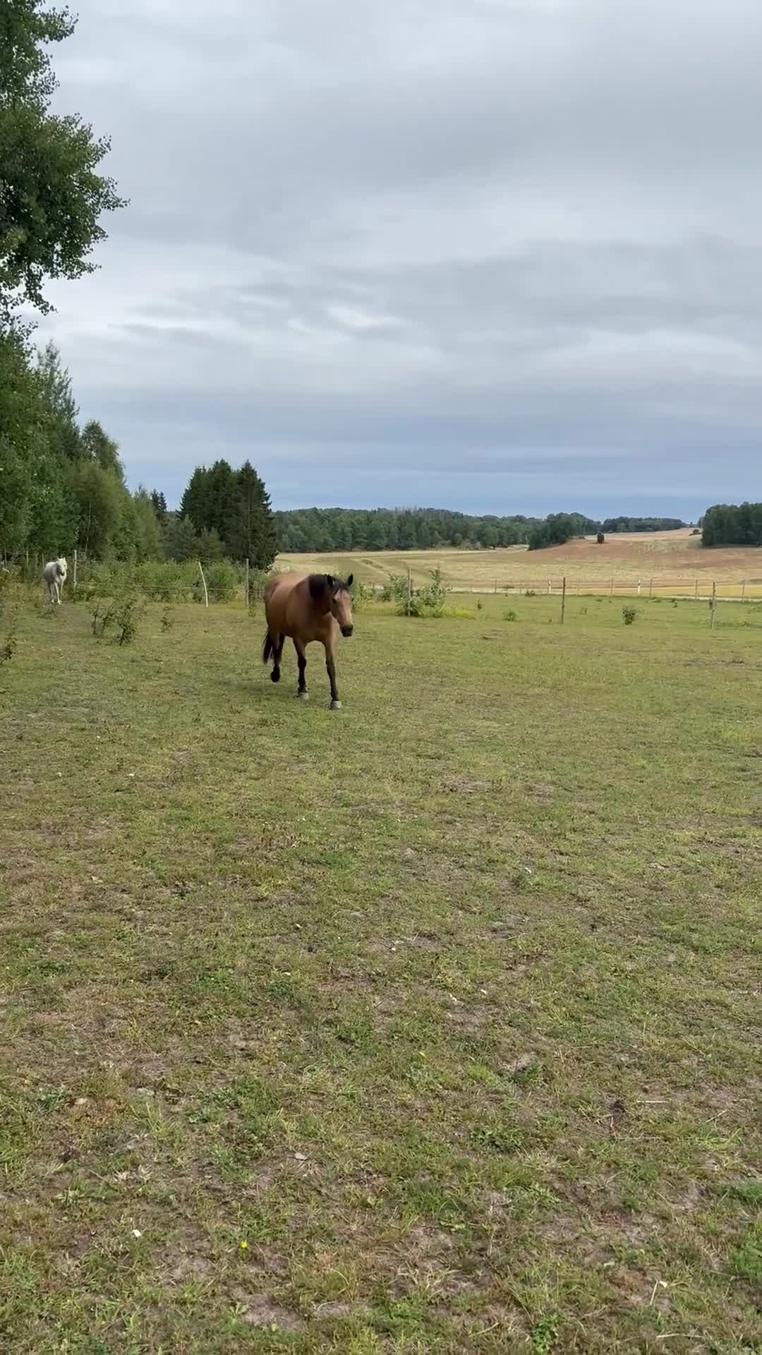  medryttarhäst finnes: Promenad ridning  - Video 2