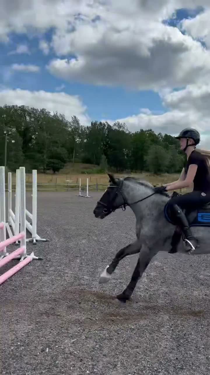 Allround hästar till salu: Läromästare och trygg förstaponny söker rätt hem - Video 4