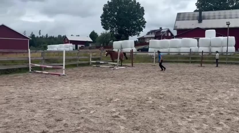 Hoppning hästar till salu: 🌟Blivande tävlingshäst🌟 - Video 1