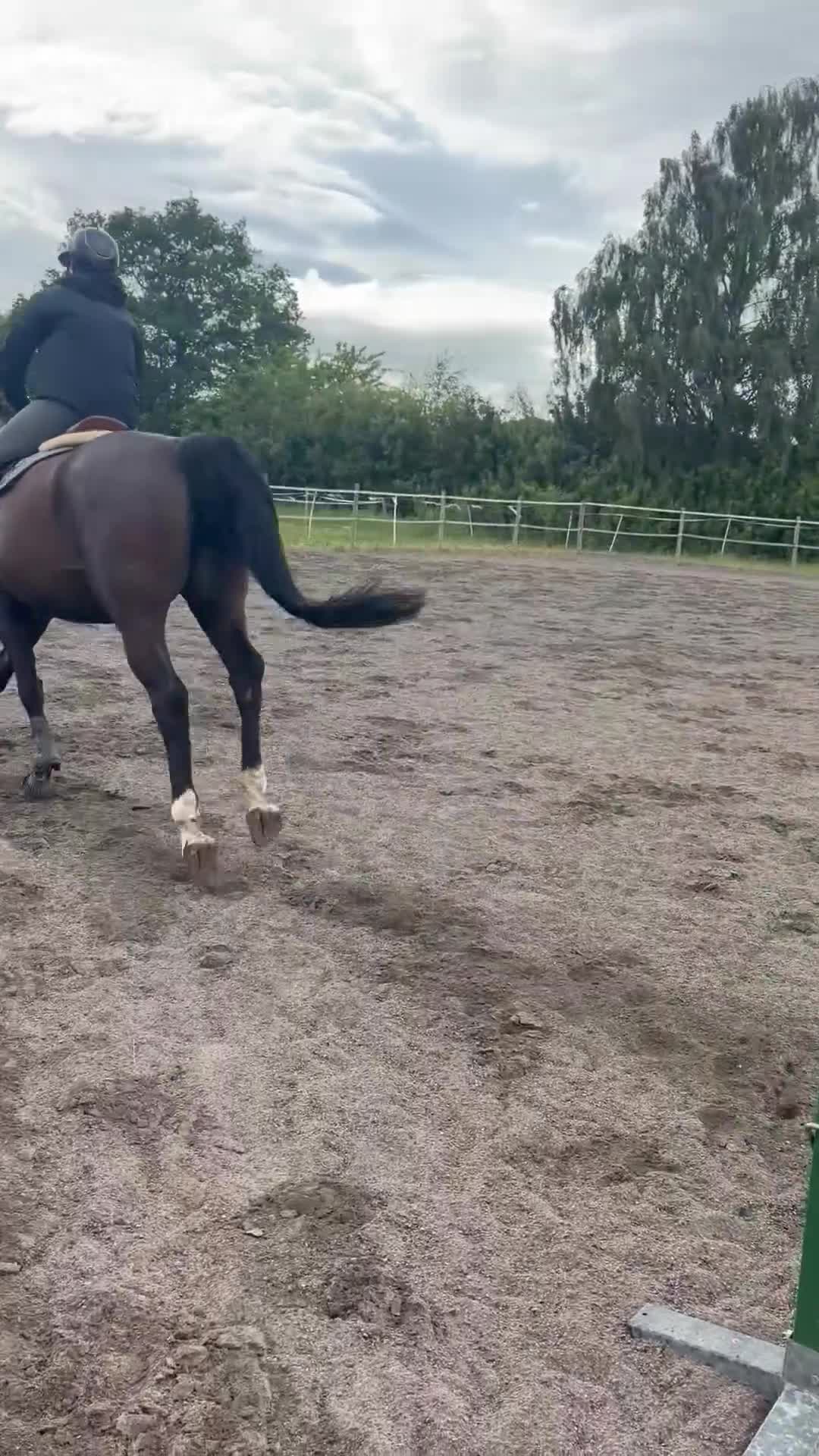 Hoppning hästar till salu: SWB selektionssto i Tomelilla - Video 2