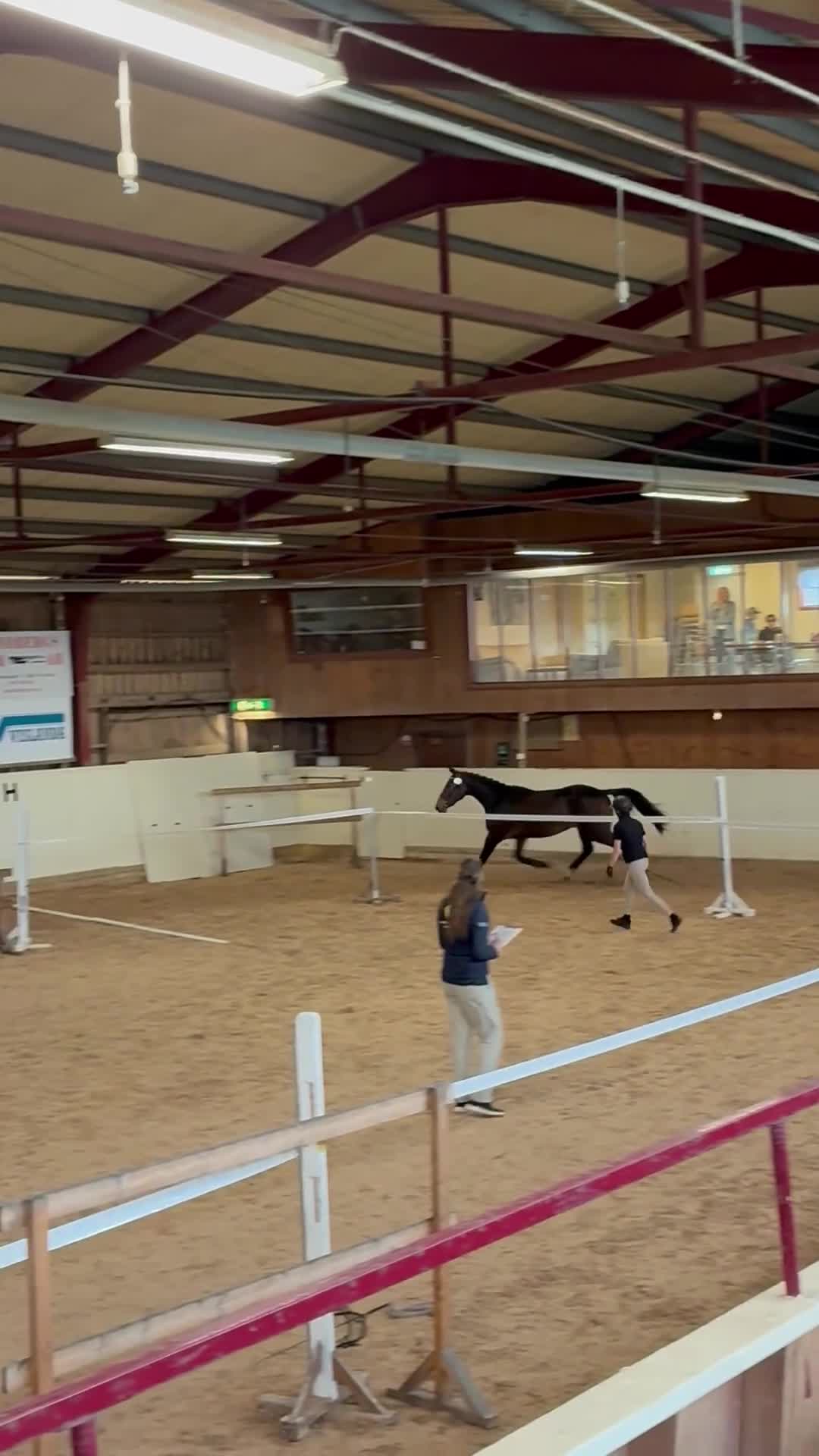 Allround hästar till salu: Diplomsto med power för sporten🌟 - Video 1