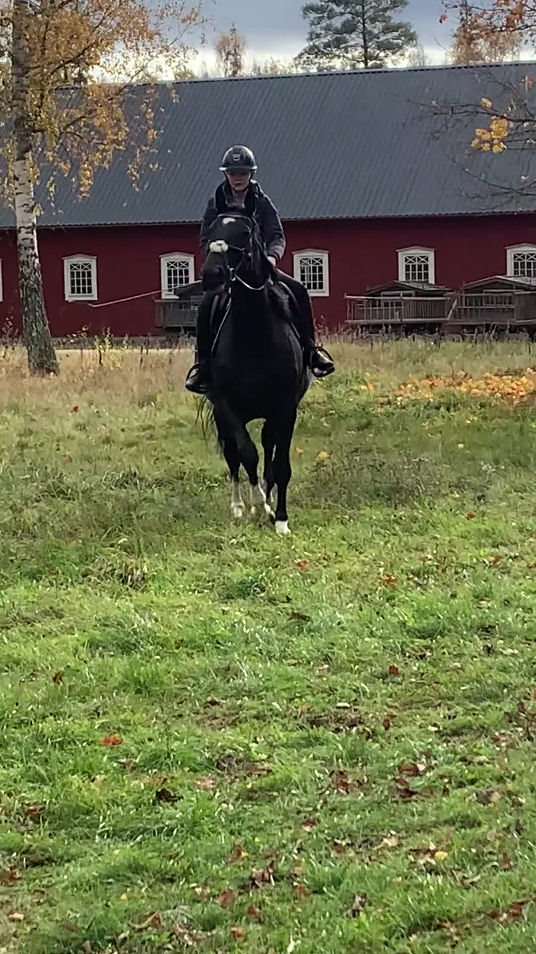 Allround hästar till salu: Snygg avelsmärr! i Tingsryd - Video 1