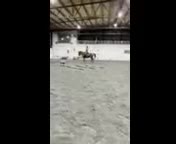 Allround hästar till salu: D-ponny sto - Video 1