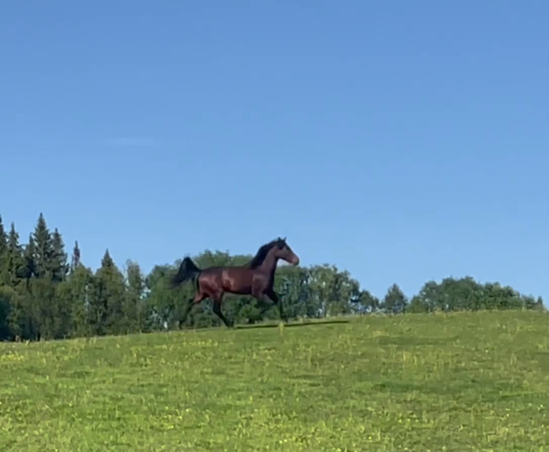 Allround hästar till salu: Nytt Pris!! Ståtlig 3-årig Kigermustangvalack i Offerdal - Video 2