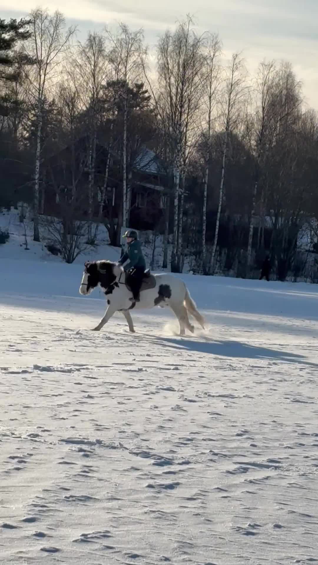 Allround hästar till salu: Intressekoll! - Video 3