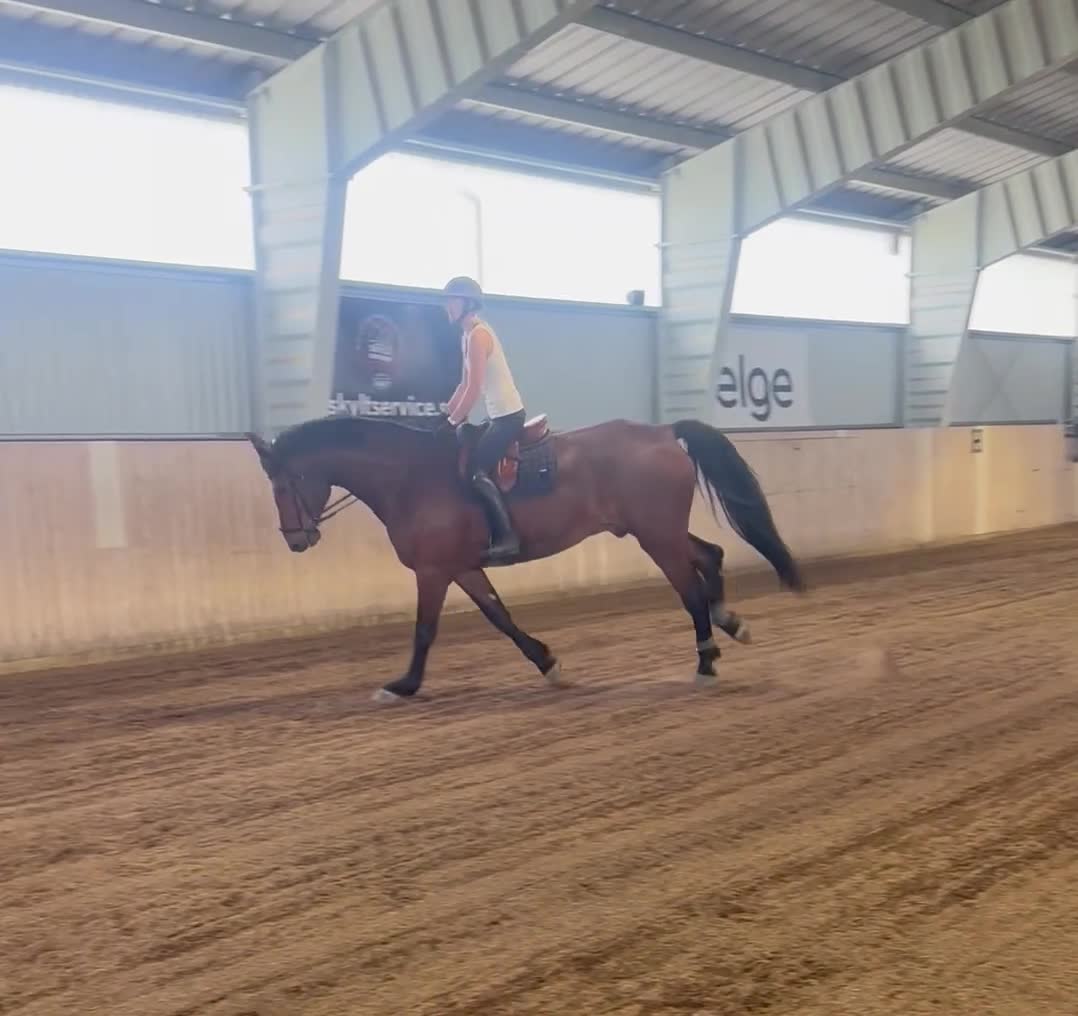 Allround hästar till salu: Stor fin ridhäst 🌟 - Video 5