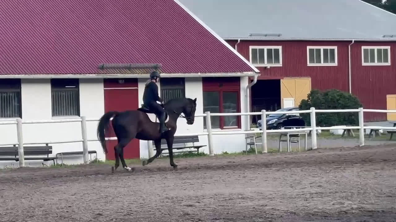 Dressyr hästar till salu: Vackert sto för lättare ridning.  i Torslanda - Video 1