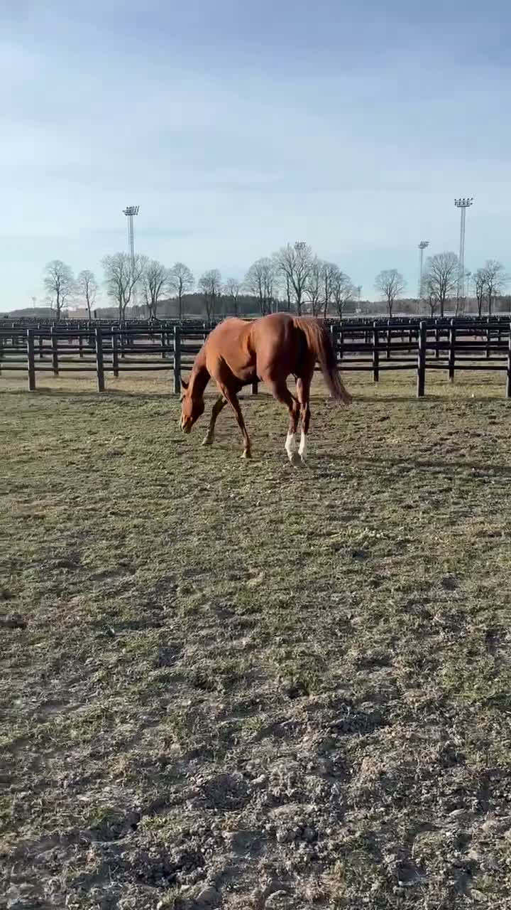 Sällskap hästar till salu: Fullblods Sto - Video 1