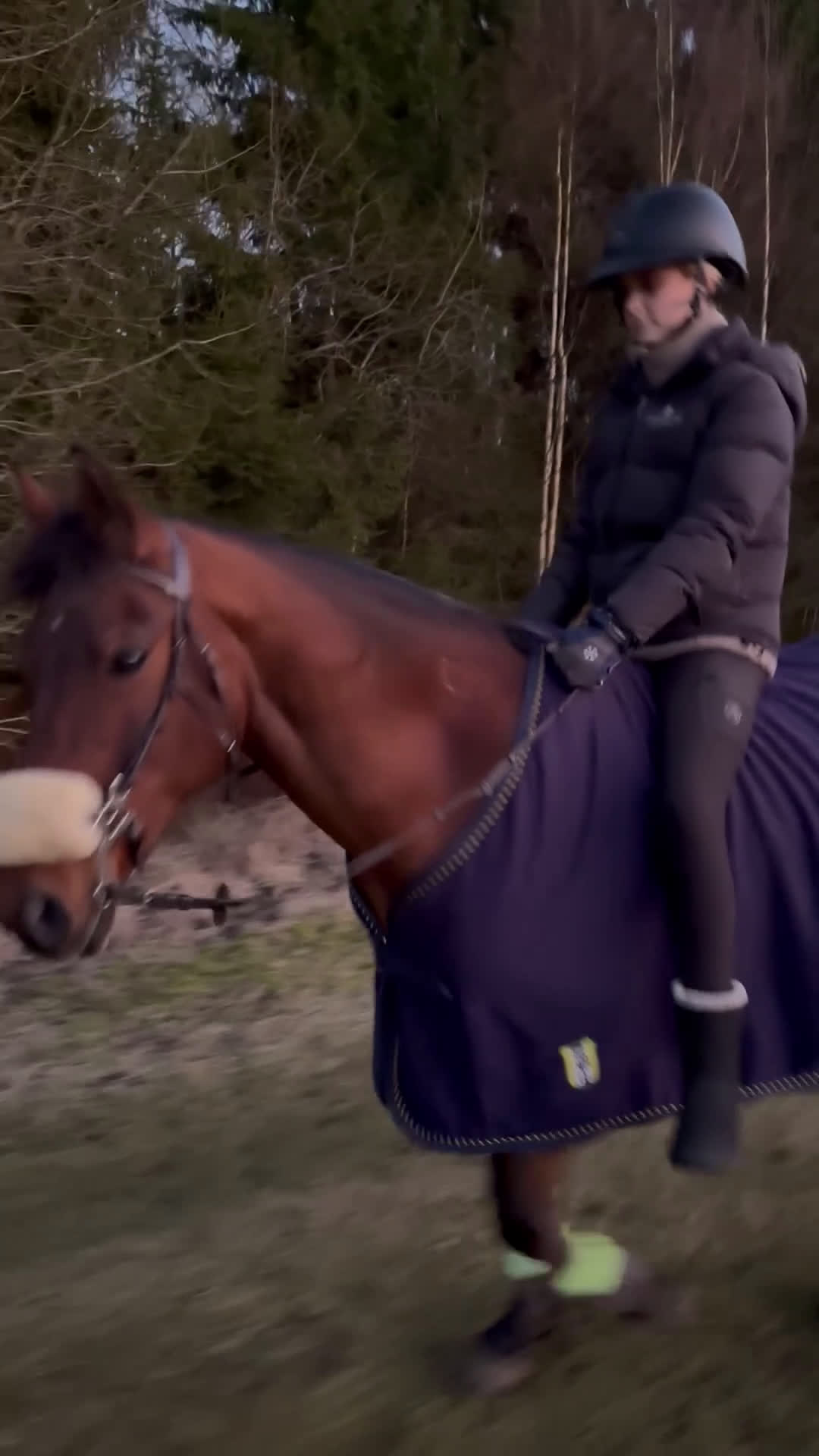 Hoppning hästar till salu: Läromästare  - Video 3