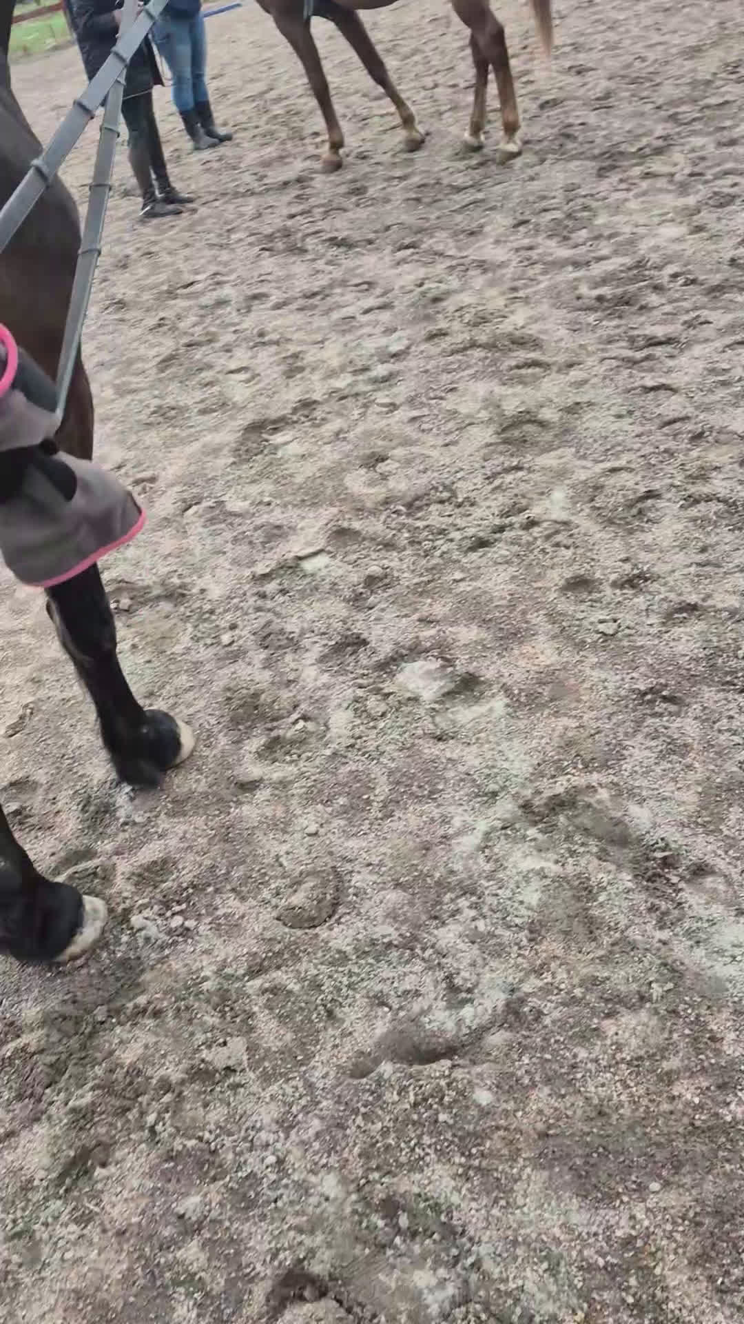 Allround hästar till salu: Snyggt Kallblodssto - Video 4