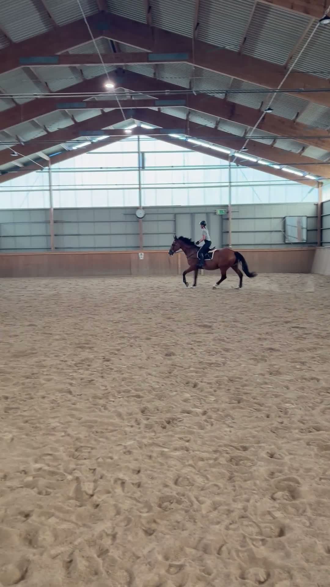 Allround hästar till salu: Trevlig SWB valack - Video 3