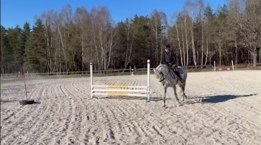 Dressyr hästar till salu: Powerponny med potential - Video 2