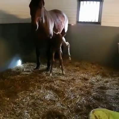 Övrigt hästar till salu: Sto för långa skogsturer, ev. Avel i Västerås - Video 1