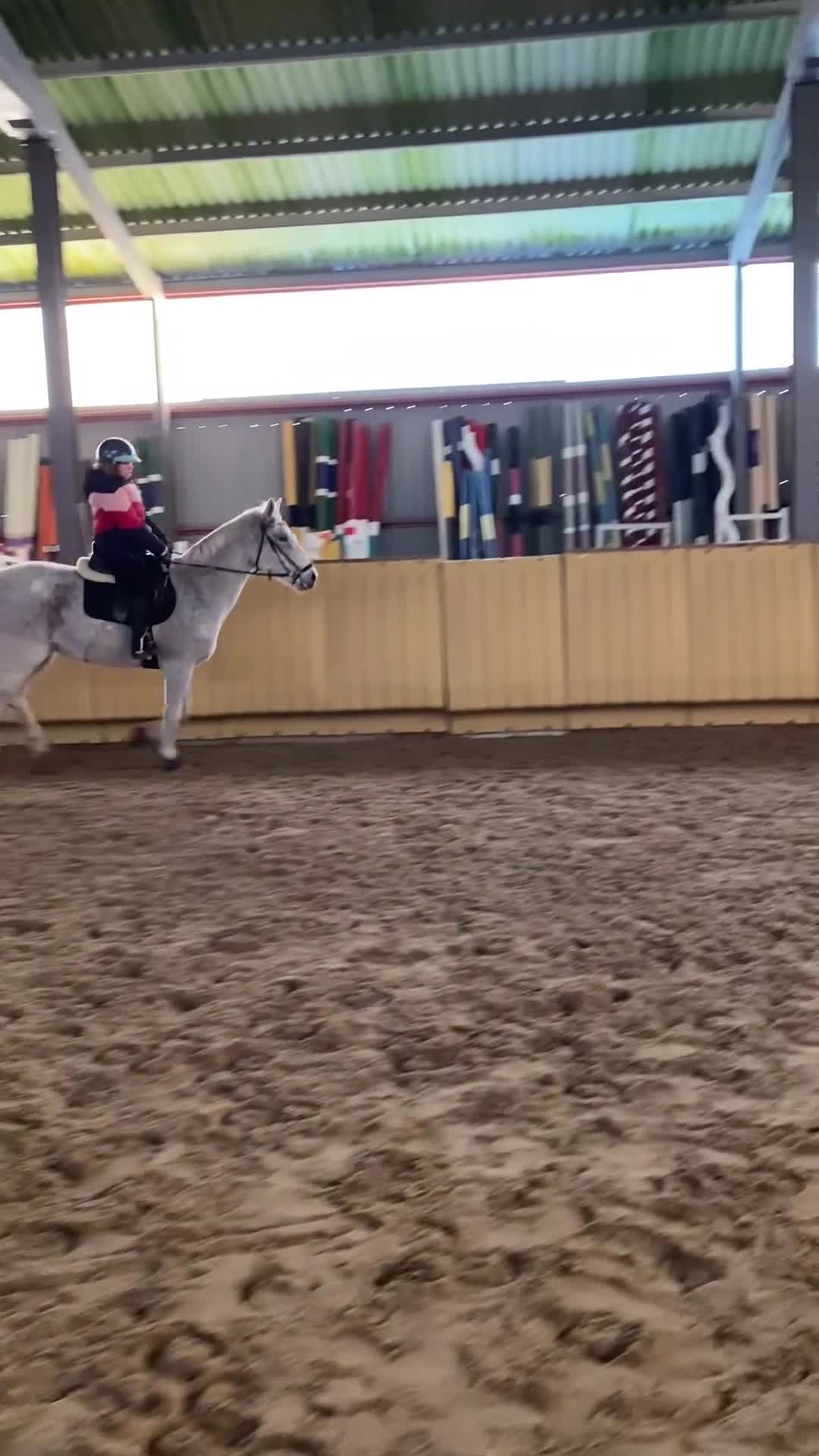 Allround hästar till salu: Snäll gentleman - Video 1