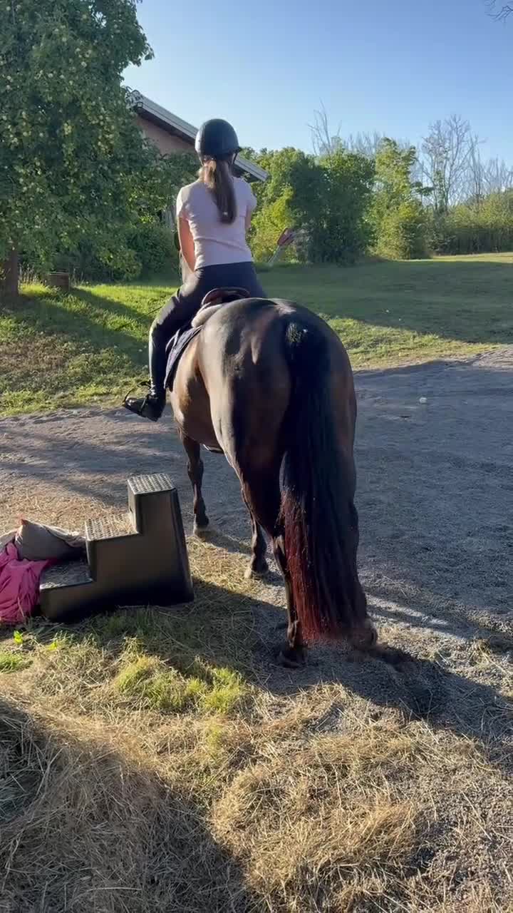 Hoppning hästar till salu: Kvalitéts ponny ✨ - Video 4