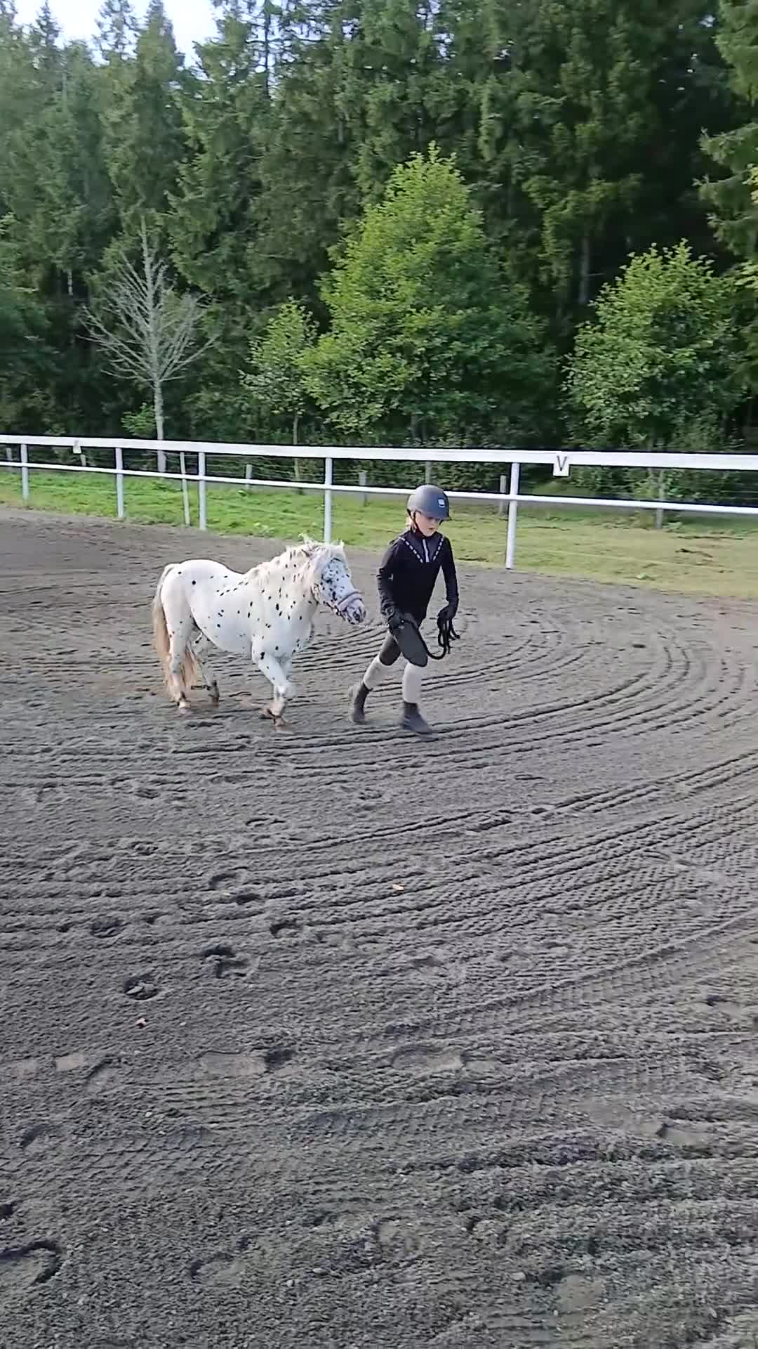 Allround hästar till salu: Söt Ponny - Video 1