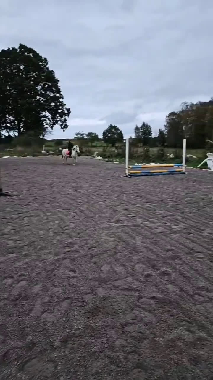 Allround hästar till salu: Fyndpris! Välutbildad B-ponny! i Bergkvara - Video 3