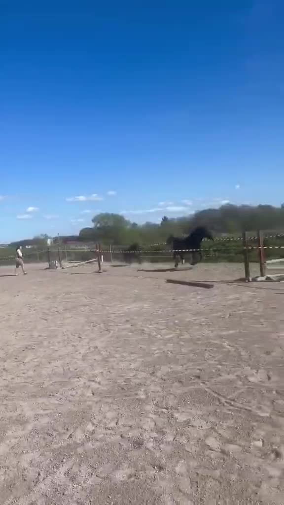 Allround hästar till salu: Oslipad diamant - Video 5