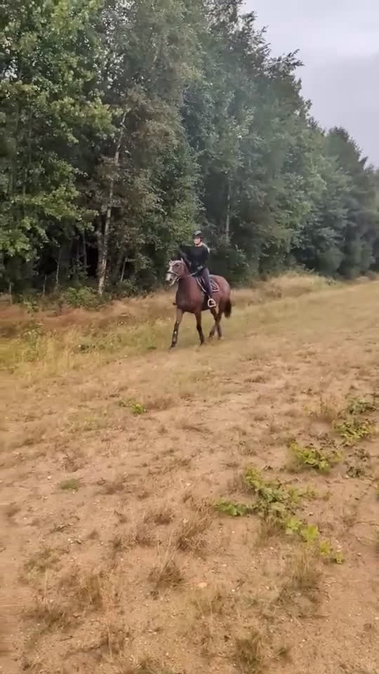 Övrigt hästar till salu: Ridtravare för sällskap eller hobbyridning i Ödsmål - Video 1