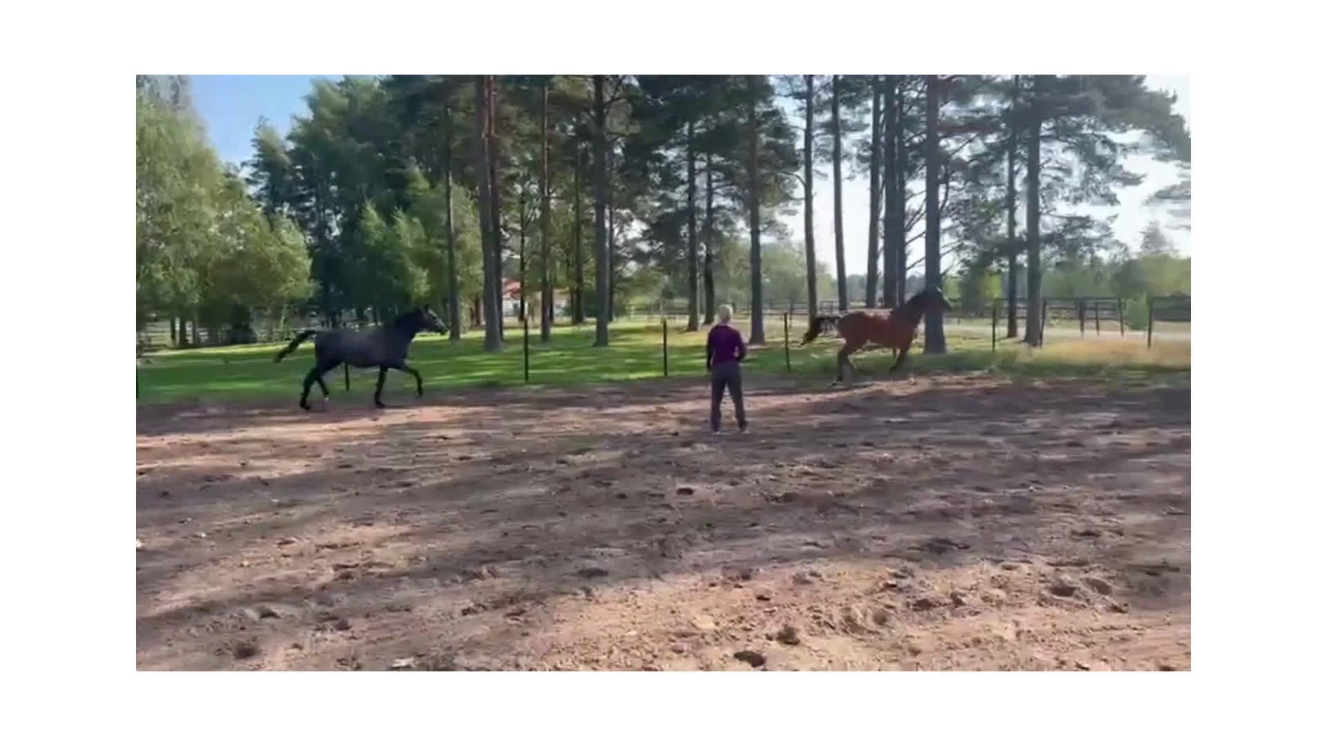 Hoppning hästar till salu: Vaya ConMigo i Blentarp - Video 1