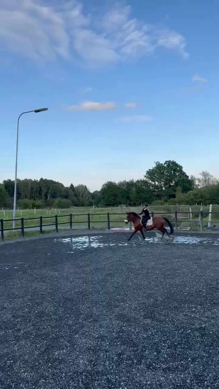 Allround hästar till salu: Ponny med stort hjärta❤️ - Video 1