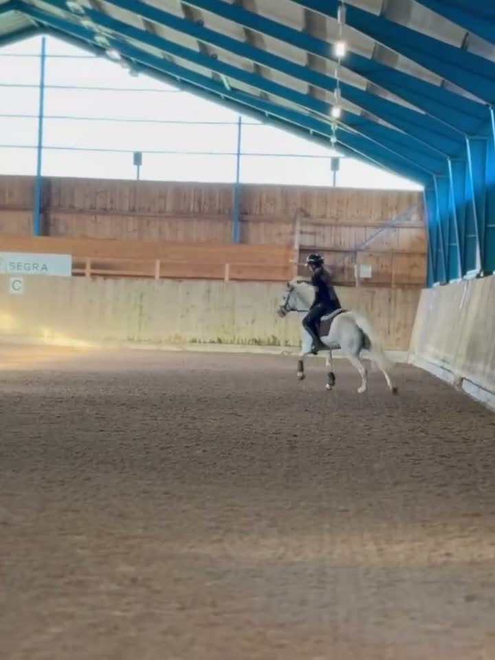 Hoppning hästar till salu: Perfekt första ponny i Kvidinge - Video 4