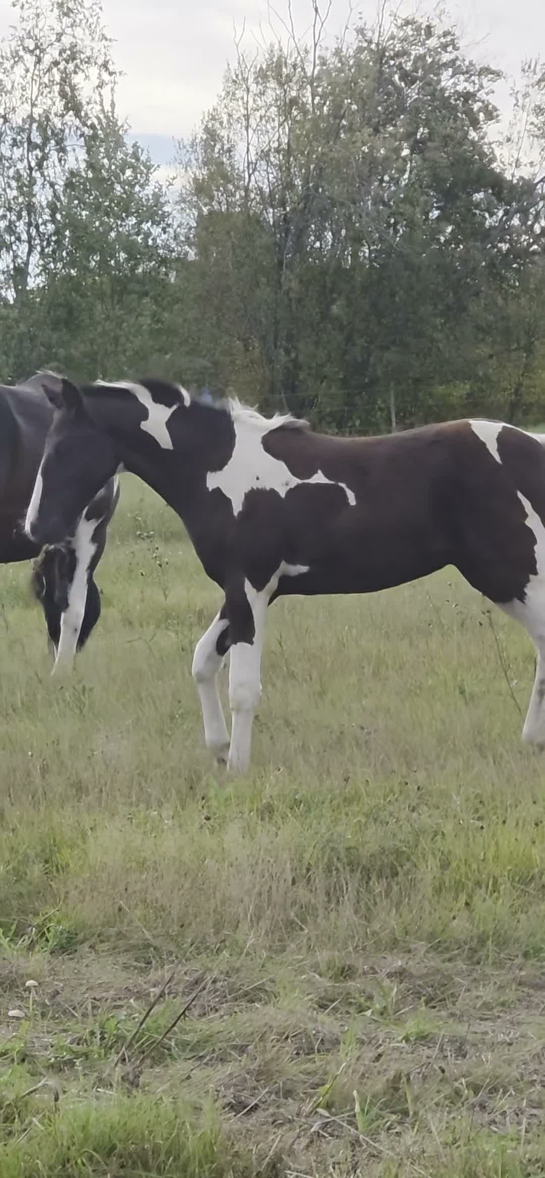 Allround hästar till salu: Vackert hingstföl – Morgan × Paint × KWPN - Video 1