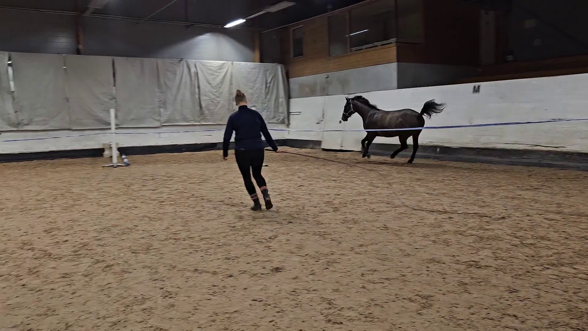 Hoppning hästar till salu: Talangfull hopphäst med lovande framtid i Vännäs - Video 2