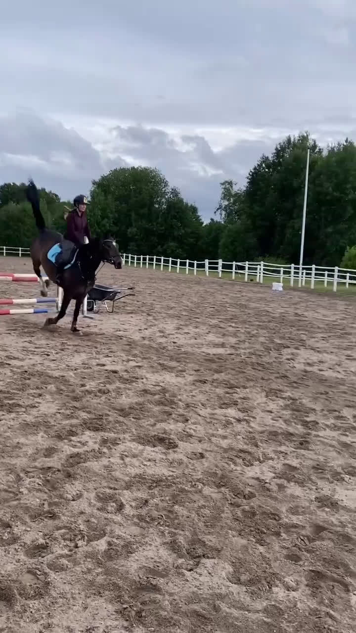 Hoppning hästar till salu: Välhoppande valack med stor kapacitet - Video 2