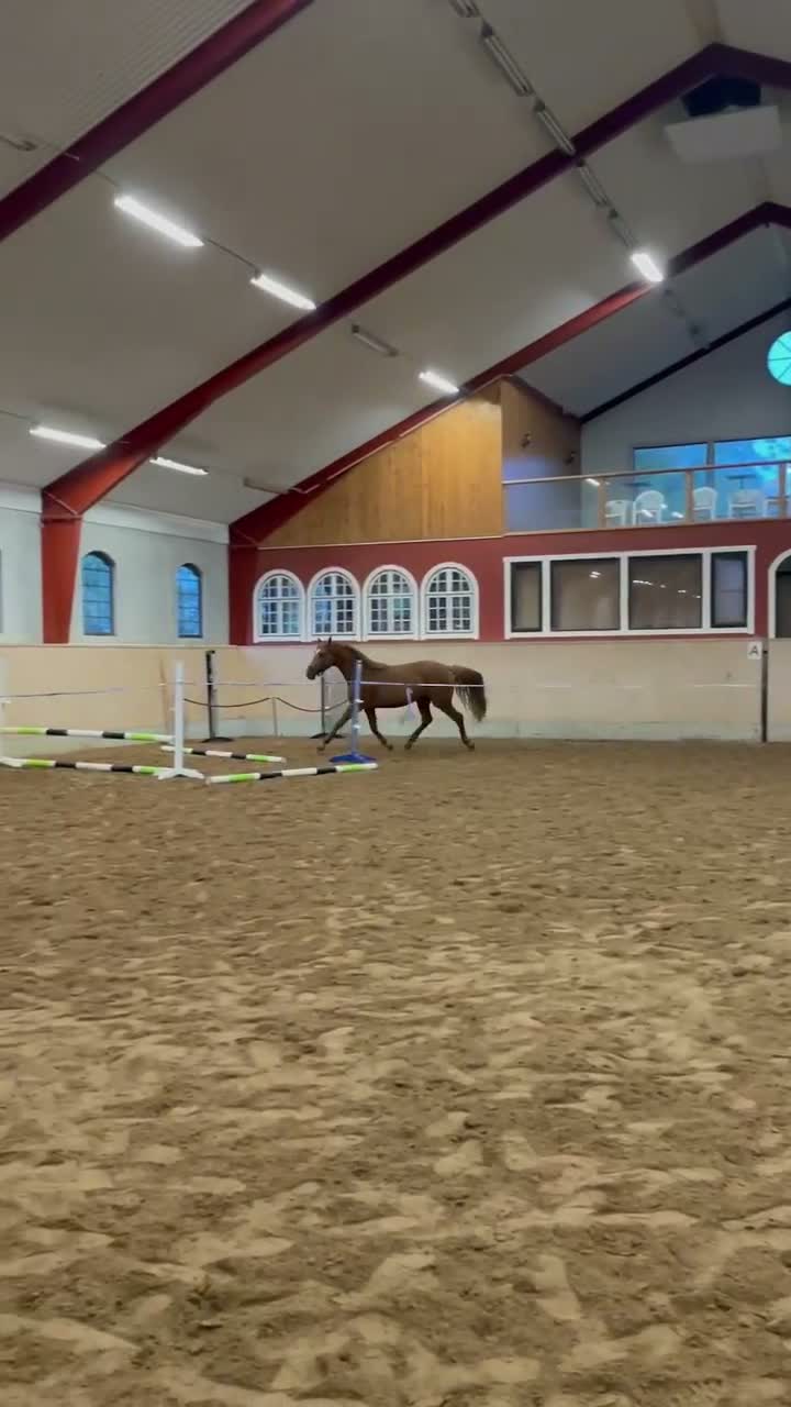 Hoppning hästar till salu: Valack för årgångsklasserna  - Video 1