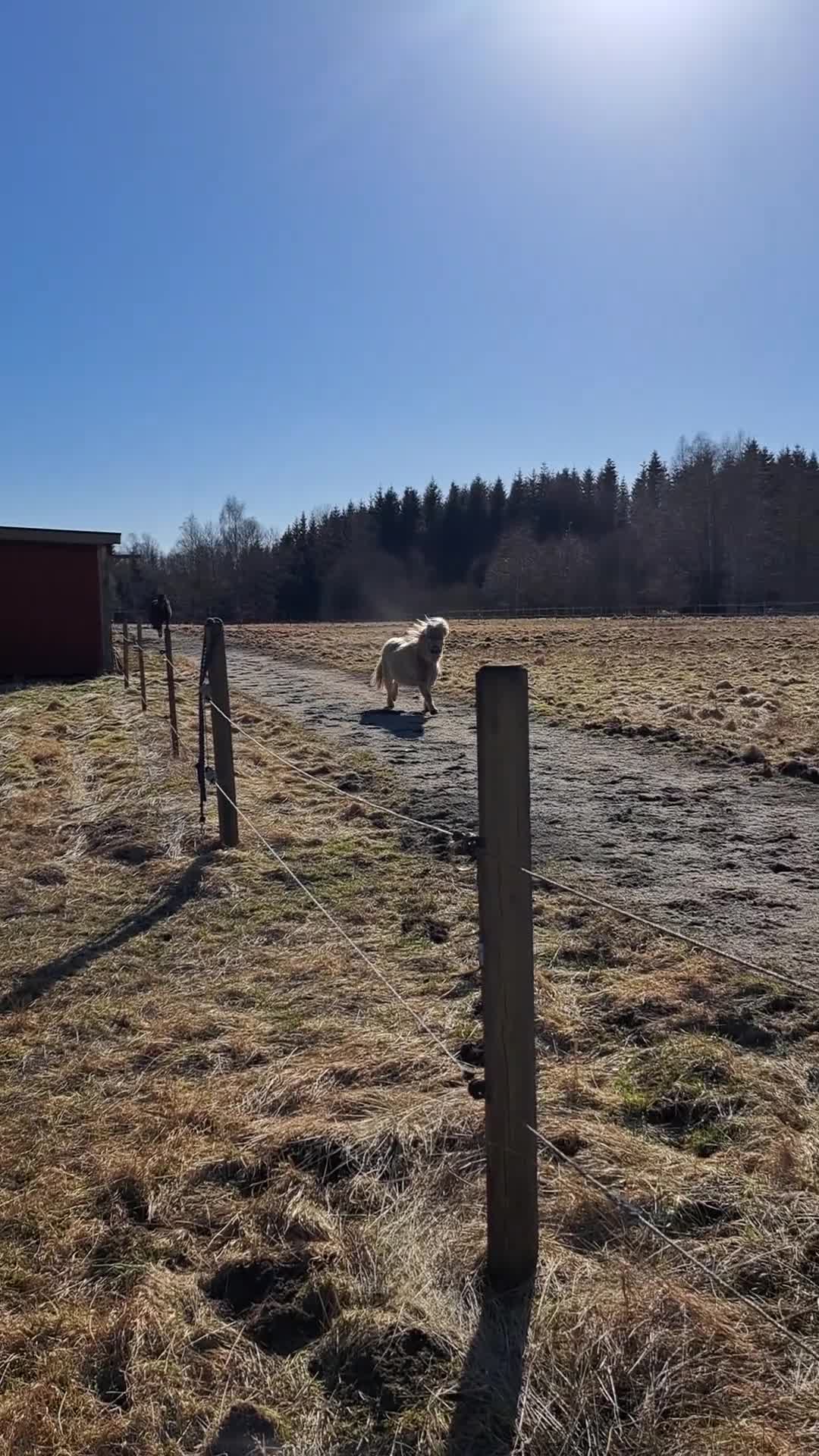 Övrigt hästar till salu: Inkörd "stor" minishetland - Video 3