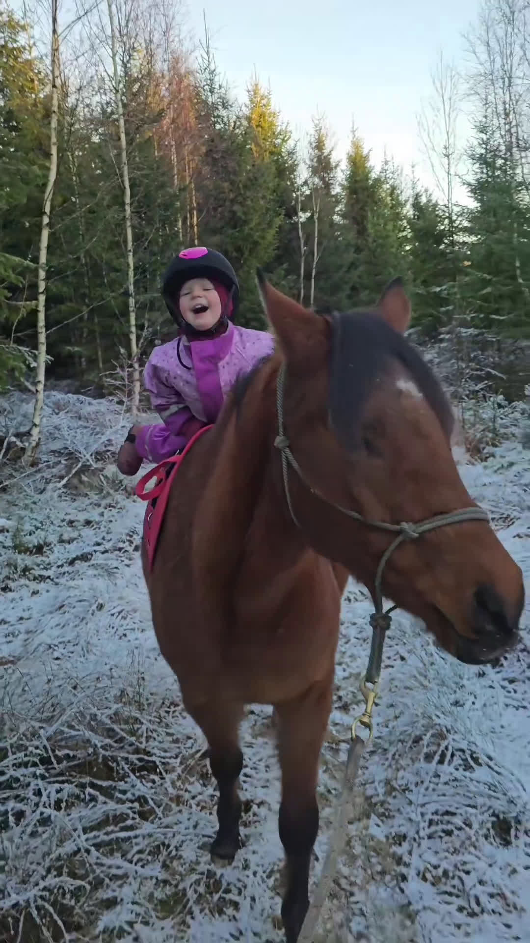 Allround hästar till salu: Stabil och trygg 3-årig-redo för nästa steg i Dingle - Video 1