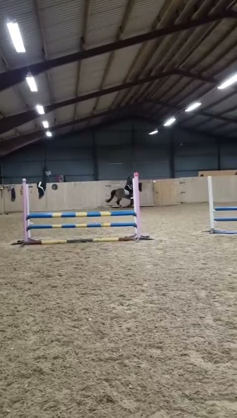 Hoppning hästar till salu: Focus om me - Video 2