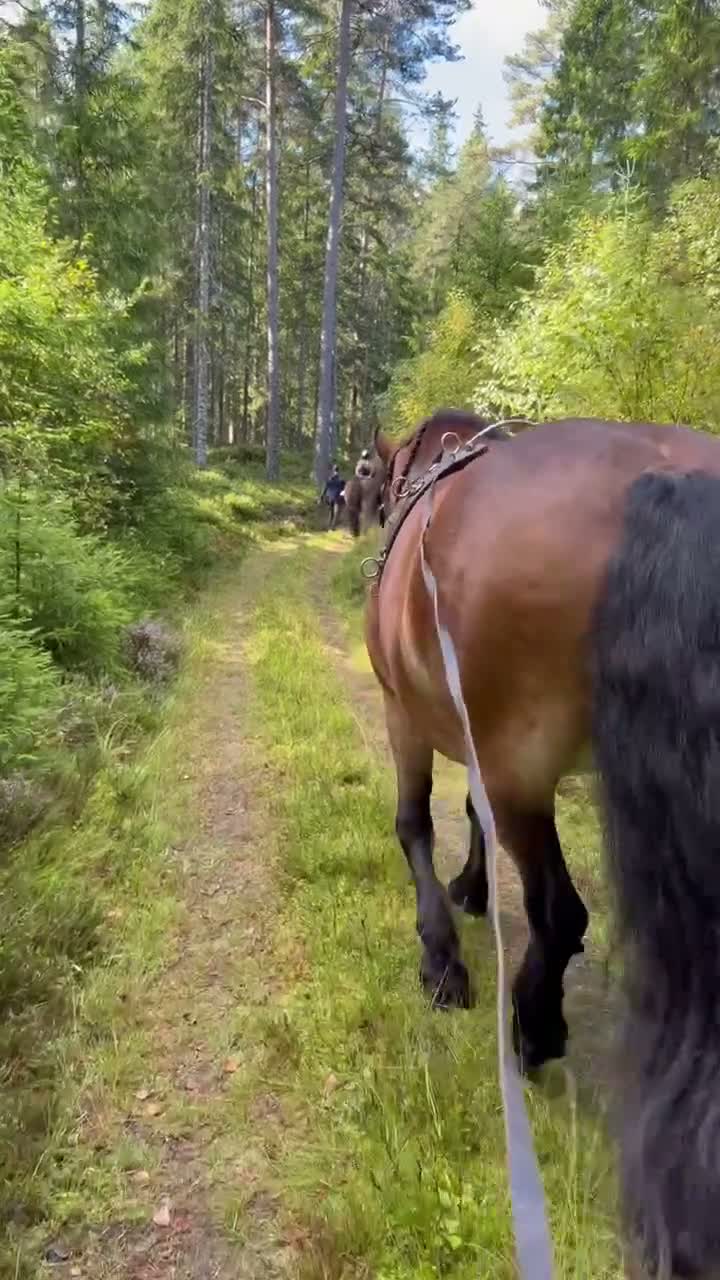 Körning hästar till salu: Samarbetsvilligt och socialt sto - Video 2