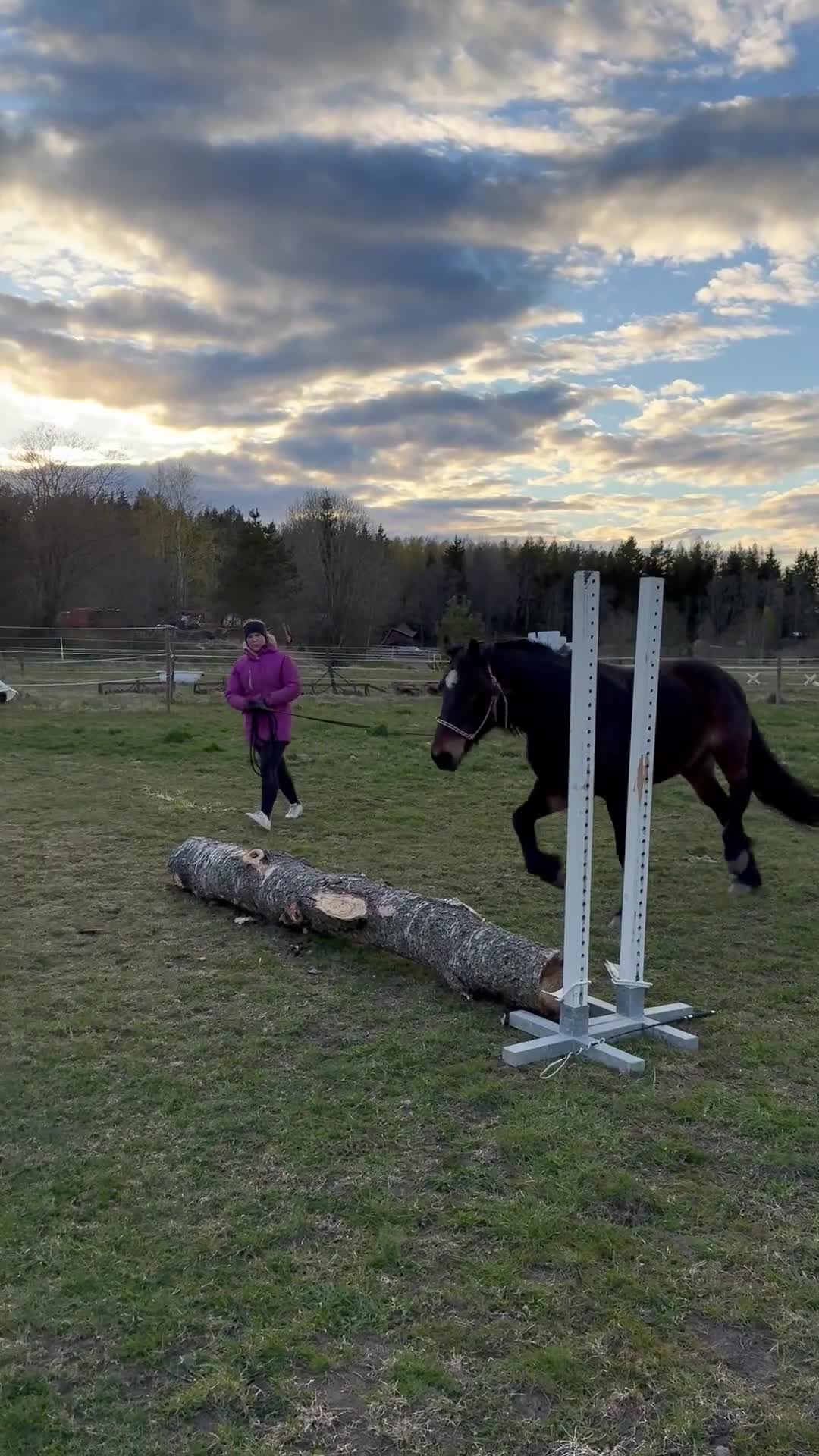 Allround hästar till salu: Underbar allroundhäst! - Video 4