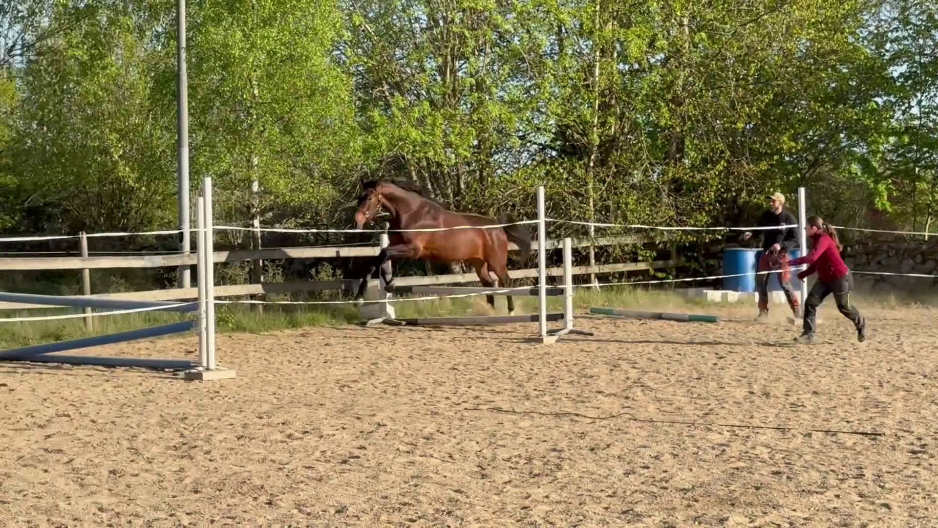 Allround hästar till salu: Trevlig 3-åring i Vissefjärda - Video 4