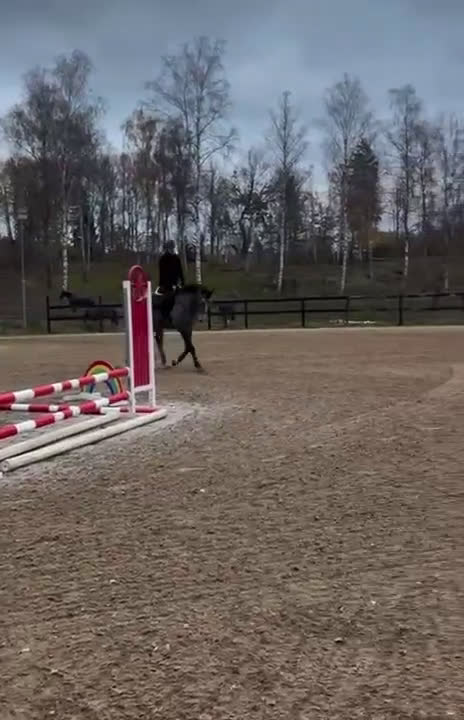 Hoppning hästar till salu: Hopp/Fälttävlan talang - Video 2