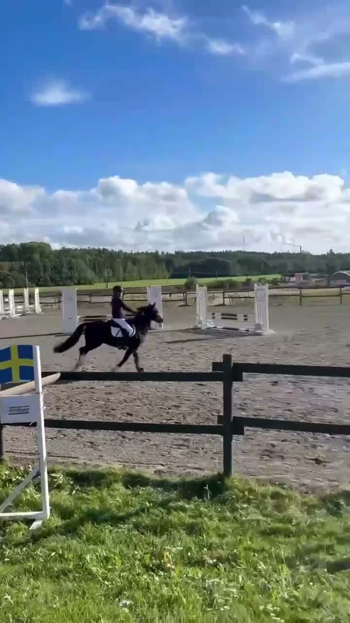 Hoppning hästar till salu: 🐴 Calle Skipper söker sin nästa ryttare 💙 - Video 5