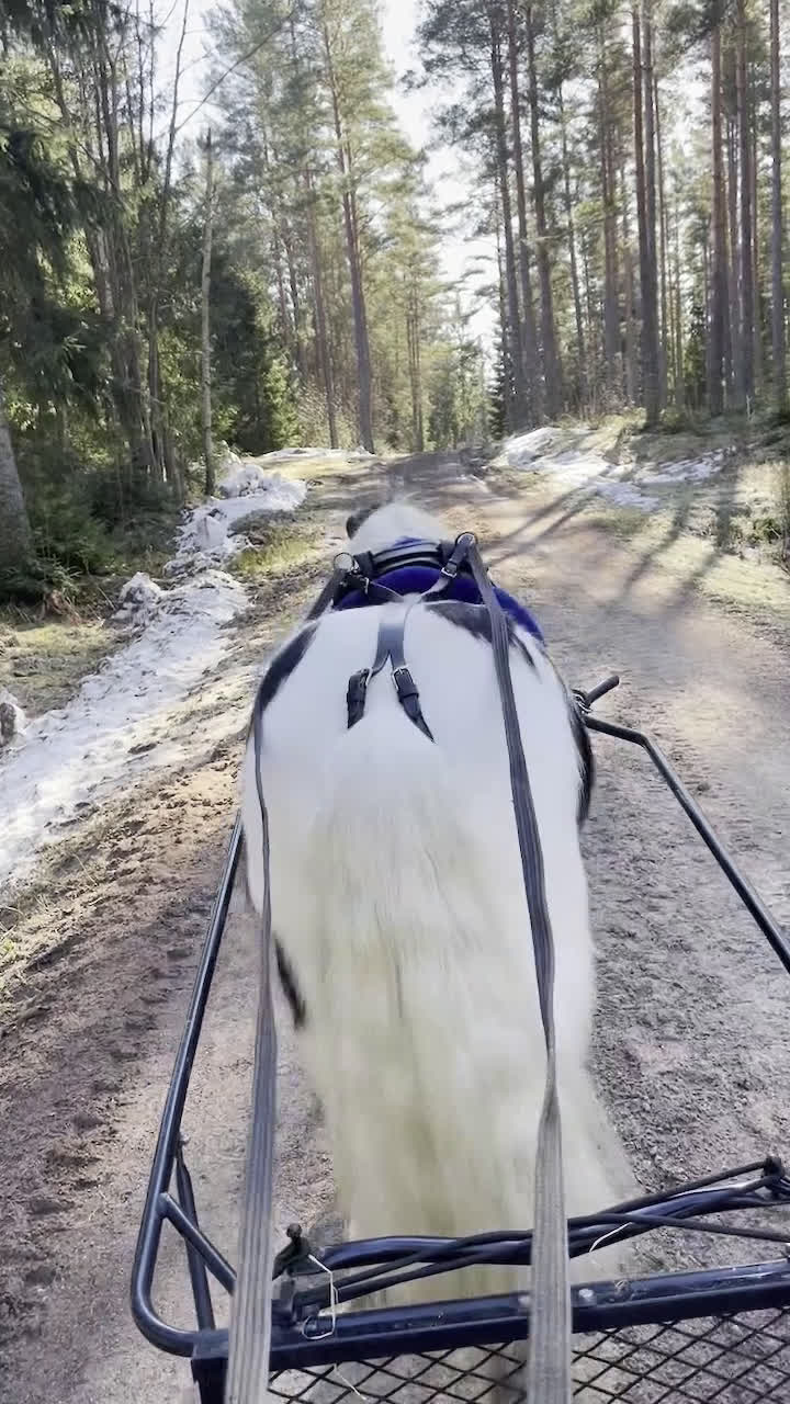  foderhäst finnes: stor B ponny i Åmål - Video 2