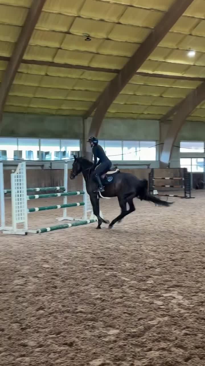 Hoppning hästar till salu: Liten hopphäst med det största hjärtat - Video 1
