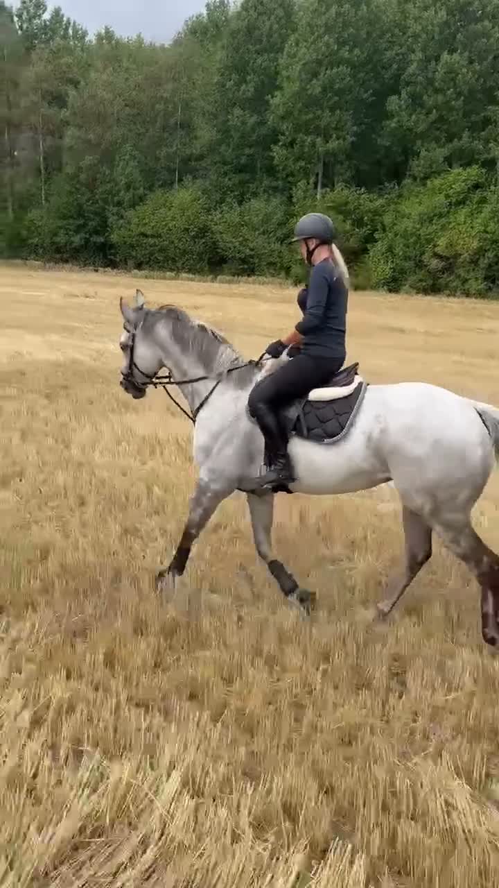 Allround hästar till salu: Underbar valack/mor och dotter häst - Video 1